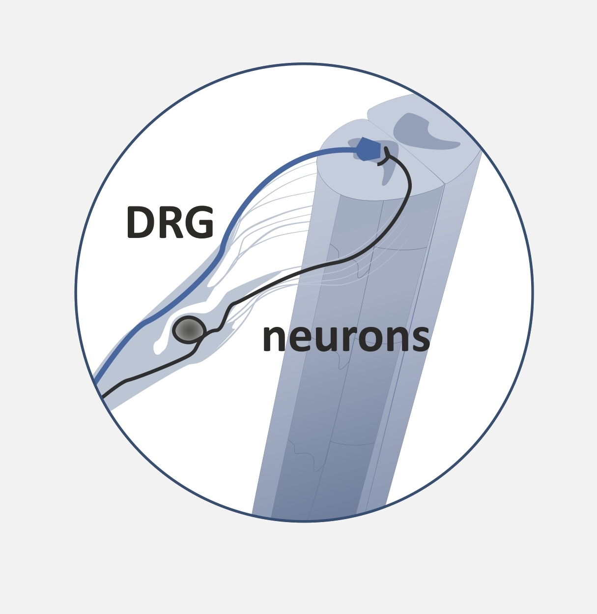 Dorsal root ganglion neurons