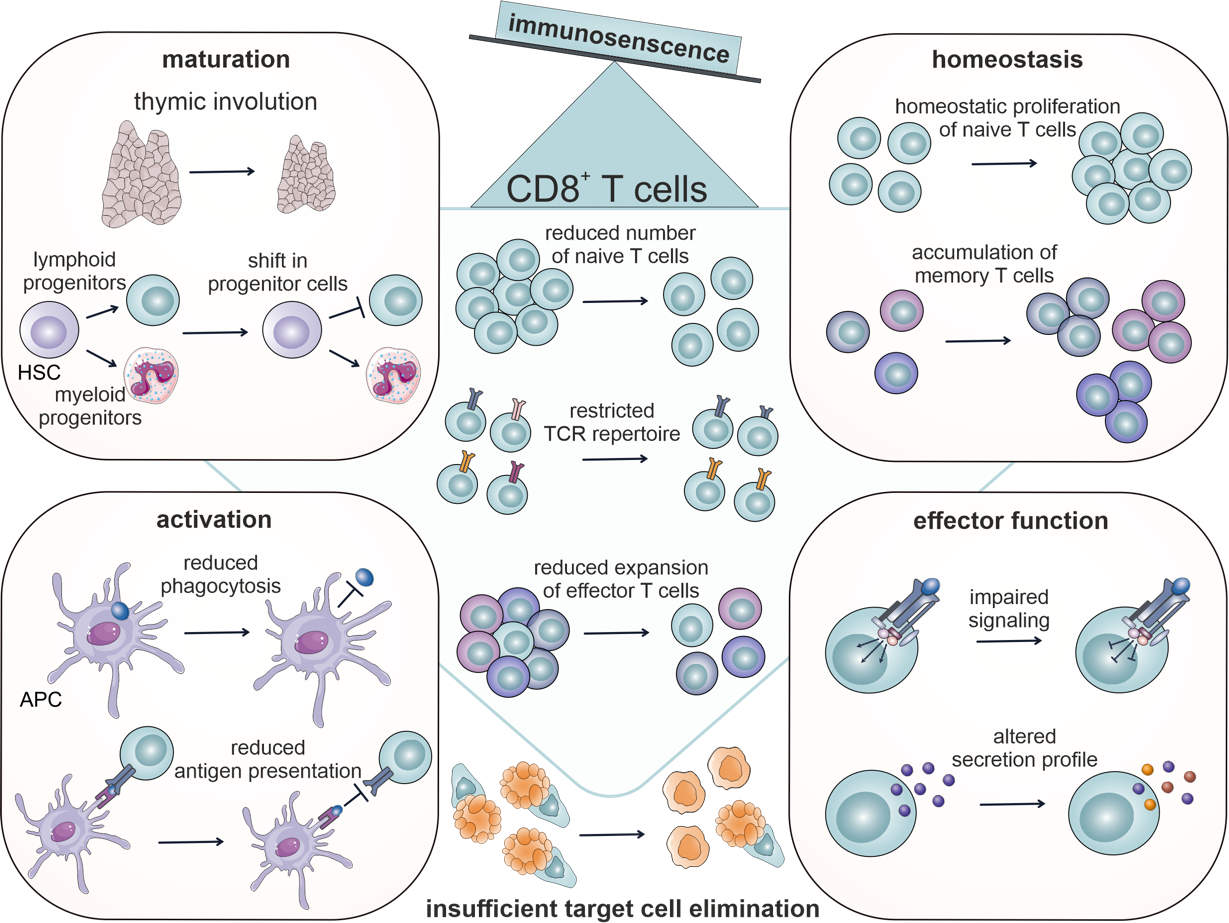 Ageing of the immune system