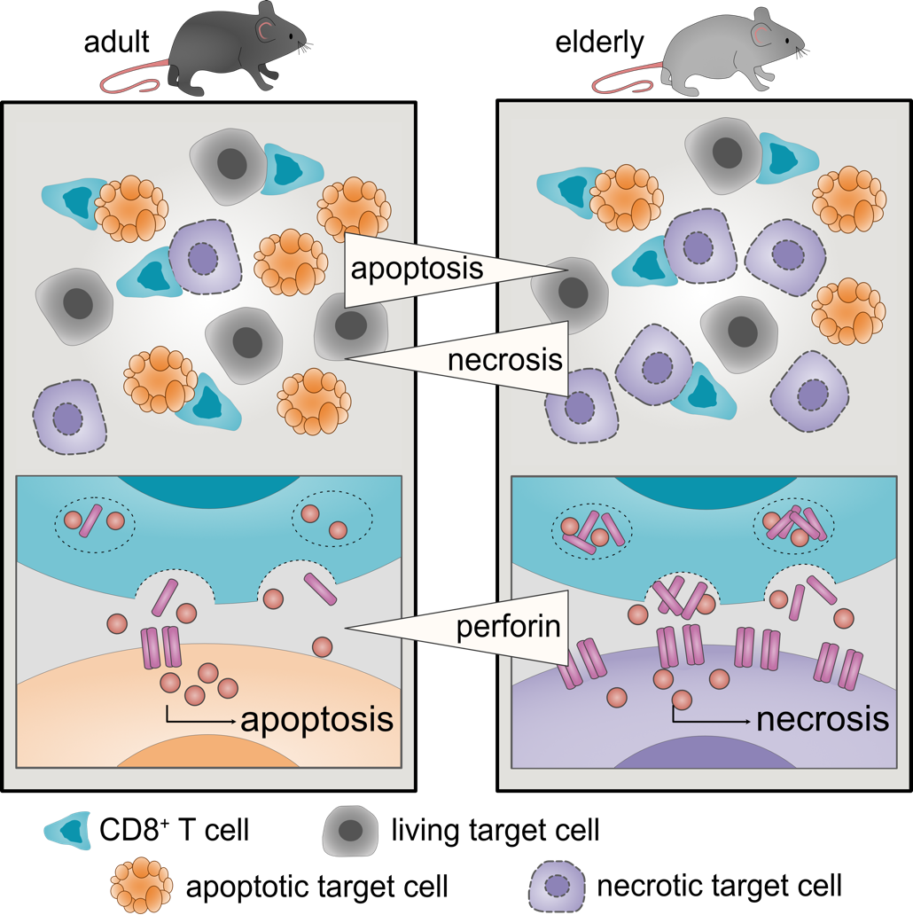 Apoptosis and necrosis at different ages in mice (schematic)